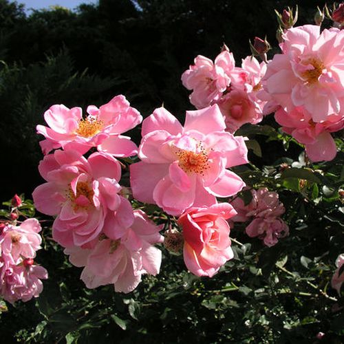 Gärtnerei - Rosa Märchenland® - rosa - floribundarosen - mittel-stark duftend - Mathias Tantau, Jr. - Die Blume der 1946 veredelten Sorte Marcheland kann sogar aus 40 Blüten bestehen. Sie blüht durchgehend, ihr Duft ist schwach aber angenehm.
